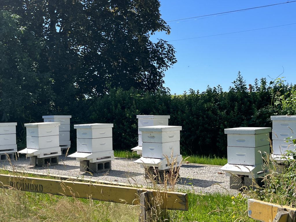 White bee boxes on gravel