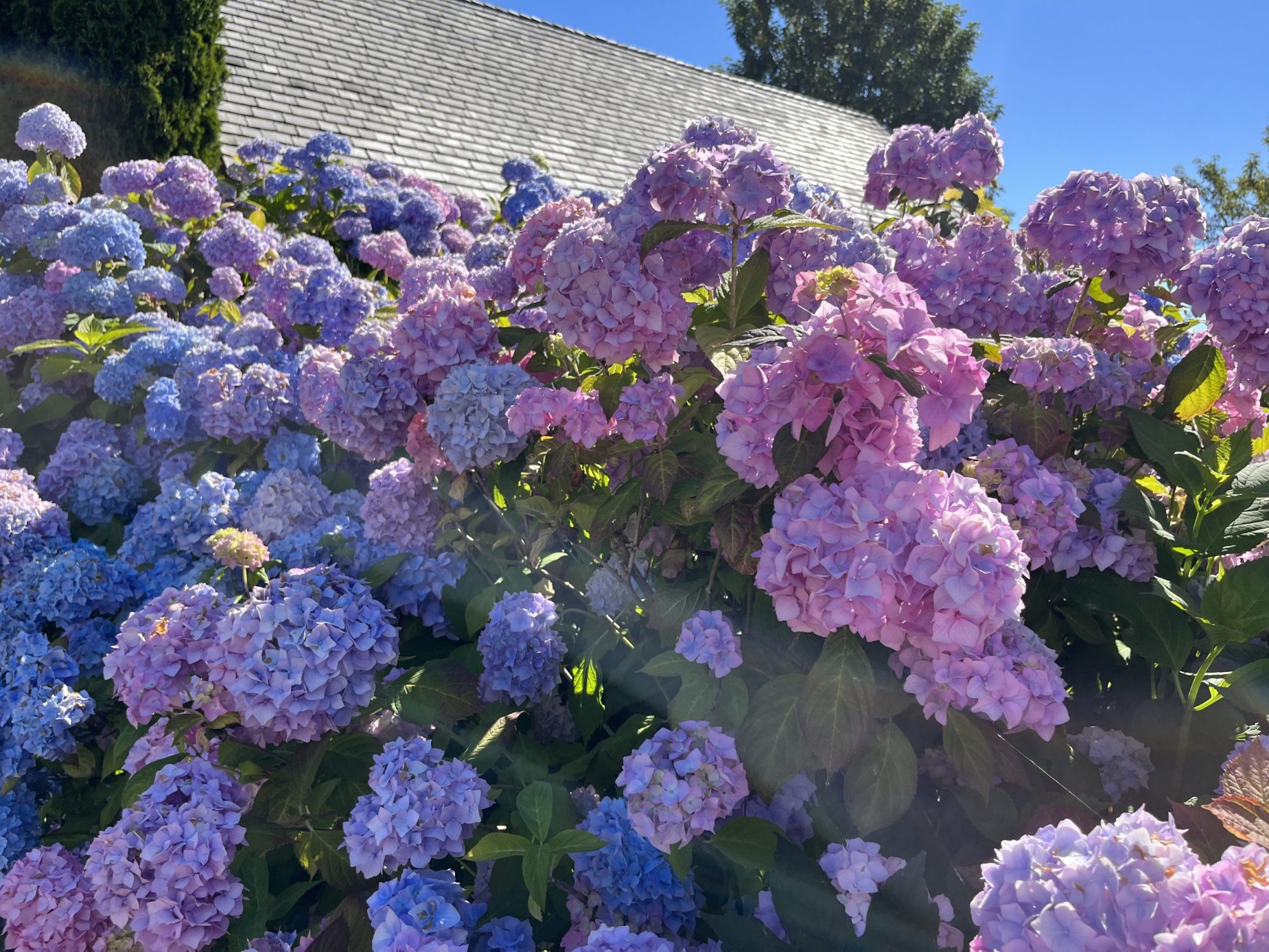 Hydrangea flowers in shades of purple, pink and blue