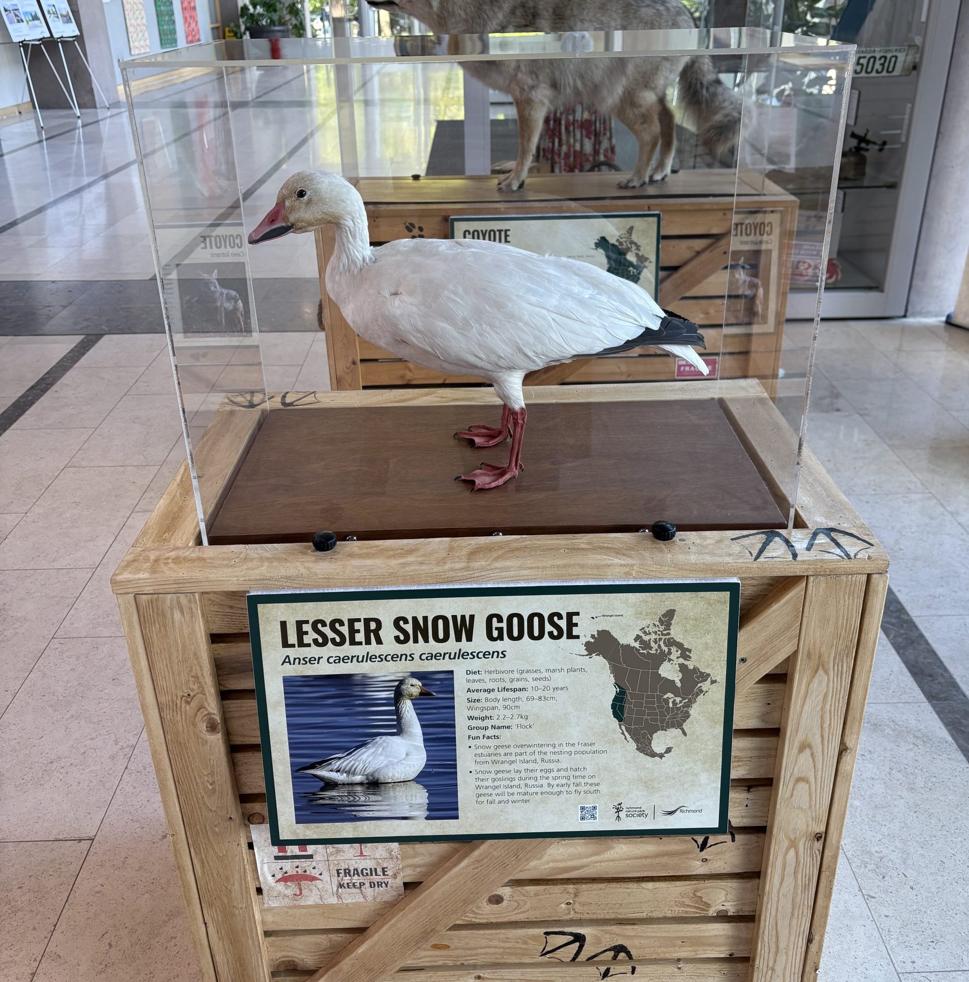 Display of snow goose in a plexi box on top of a wooden crate