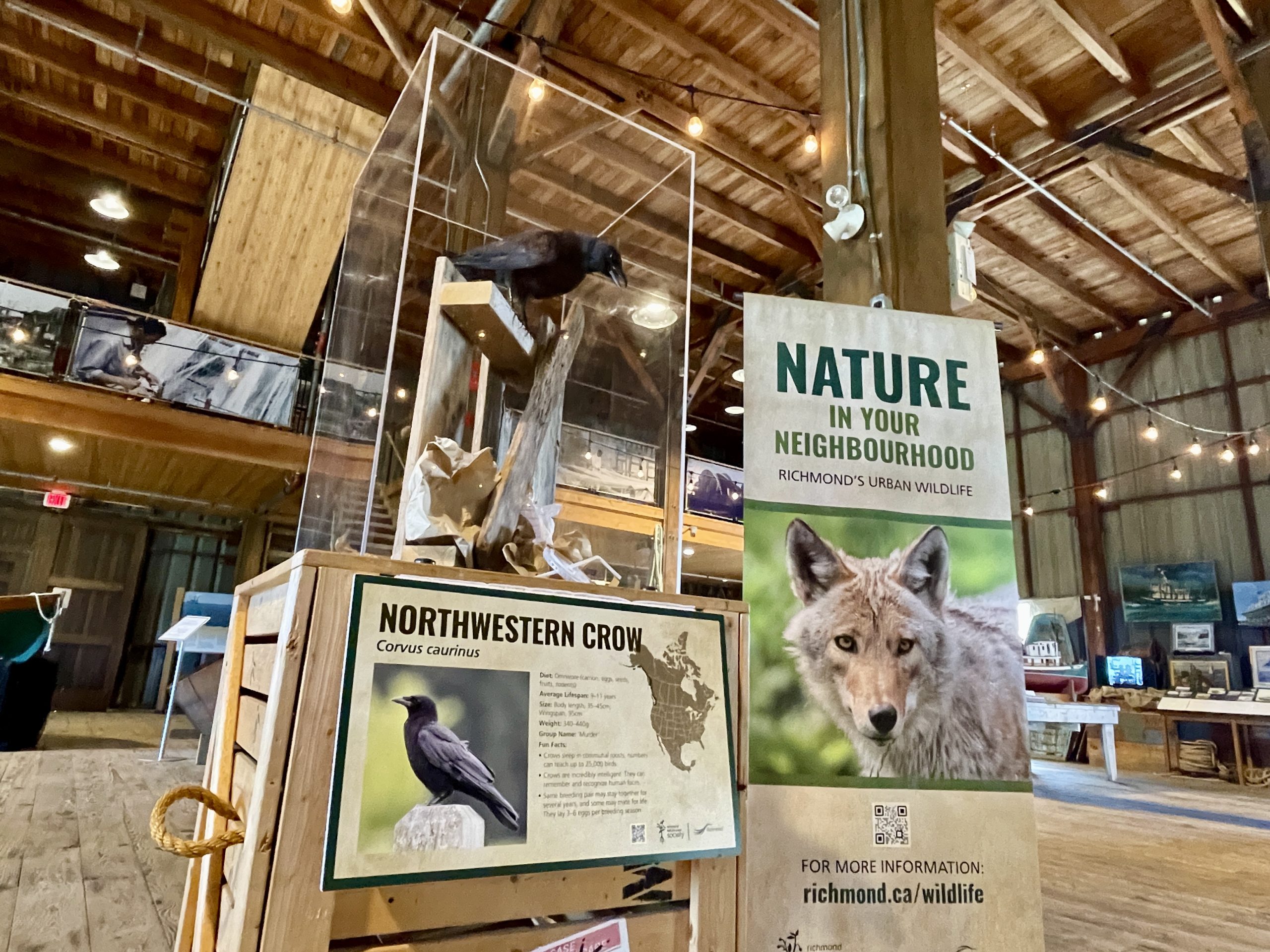 Nature in our Neighbourhood display with signage and crow display